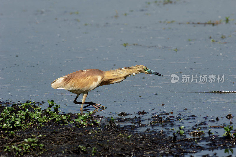 苍鹭(Ardeola ralloides)